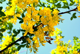 Hosszó fürtű aranyeső