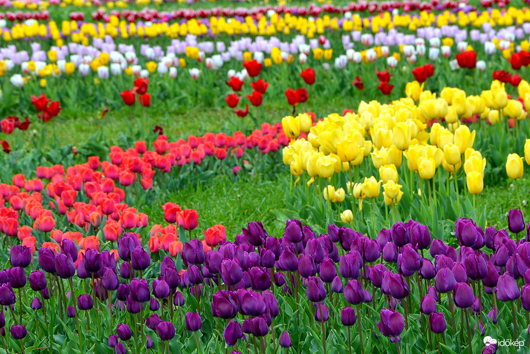 Tulipánok