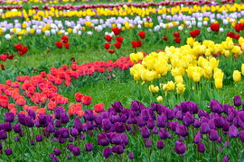 Tulipánok