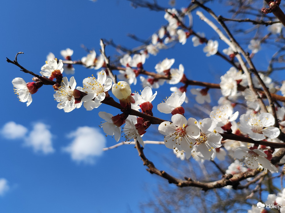Virágzó barackfa ága...