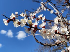 Virágzó barackfa ága...