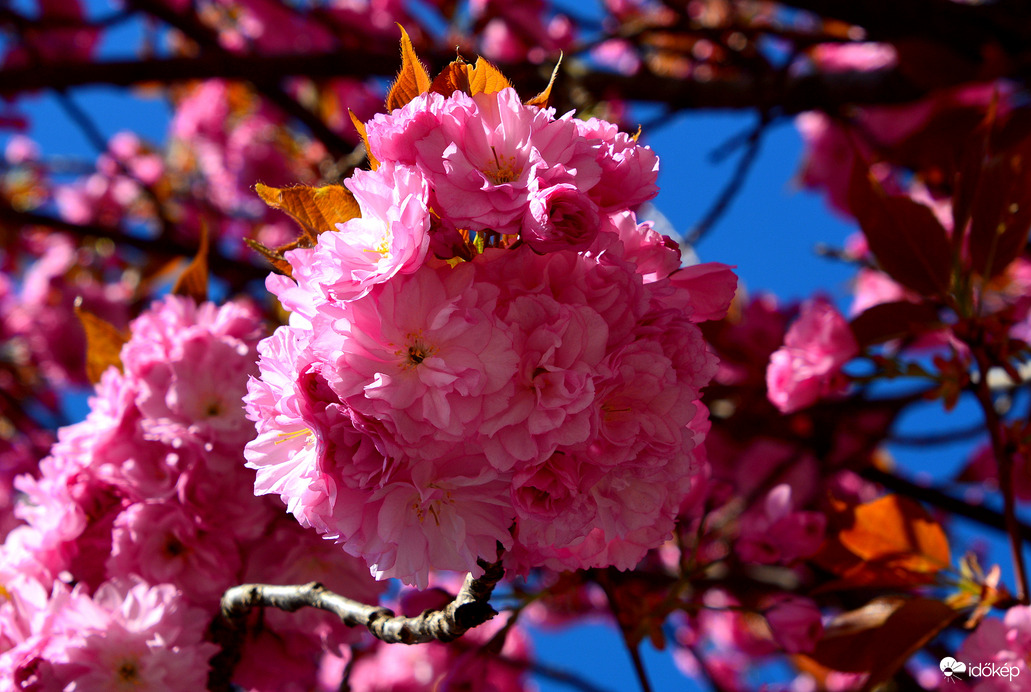 Virágba borultak a japán díszcseresznye fák Szombathelyen