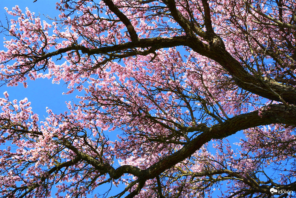 Kék égbolt, rózsaszín virágözön