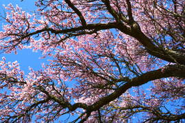 Kék égbolt, rózsaszín virágözön