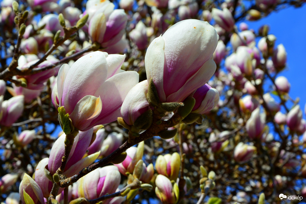 Lila magnóliák