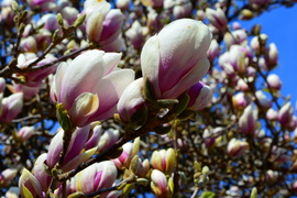 Lila magnóliák