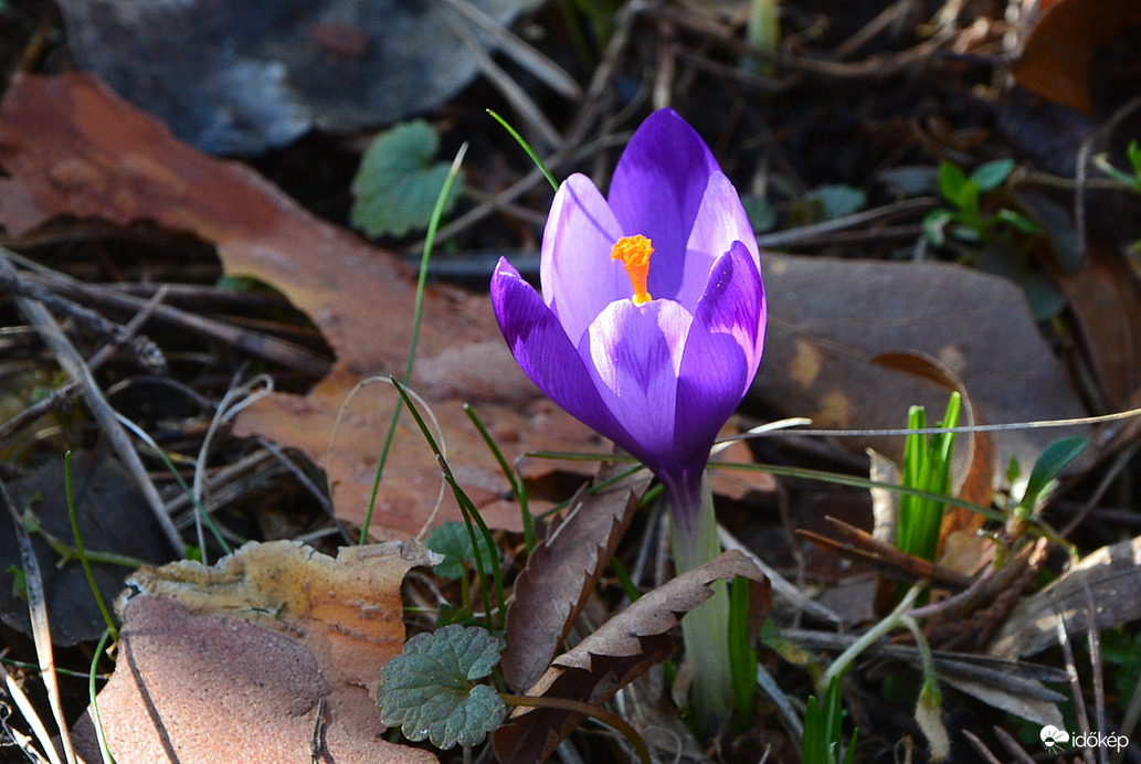Nyílnak a napsütésben