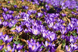 Lila sáfrányok február végén
