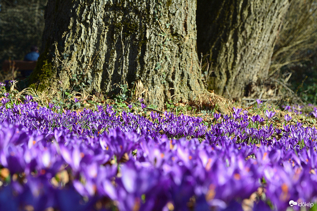 Lila sáfrányok február végén