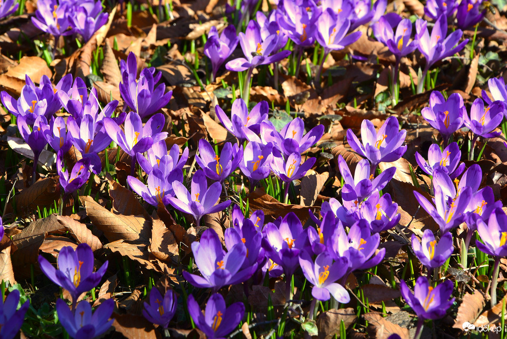 Lila sáfrányok február végén