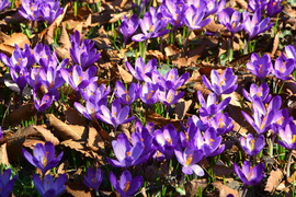 Lila sáfrányok február végén