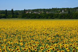 Napraforgók 07.14.