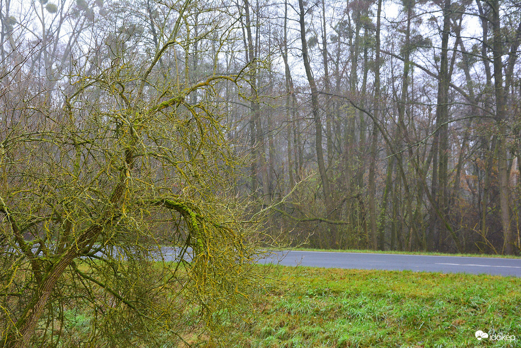 Szürke, ködös nap 12.03.