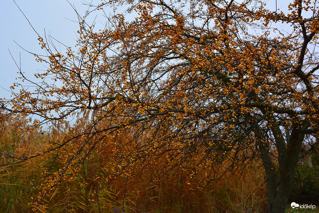 Sárgába öltözött a szürkeségben 12.02.