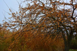 Sárgába öltözött a szürkeségben 12.02.