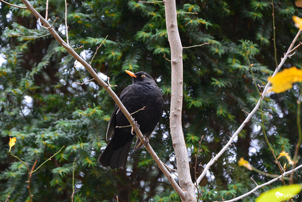 Fekete rigó a csupasz ágon 12.02.