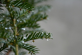 Esőcseppes ágak 12.05.