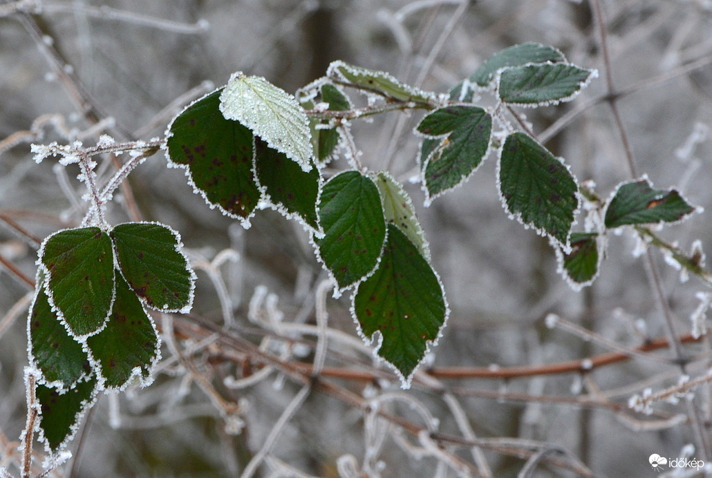 Zúzamarás levelek 01.16.