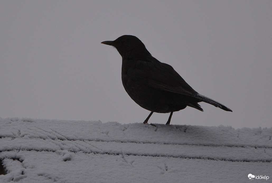 Rigó a ködben, hóban 01.15.