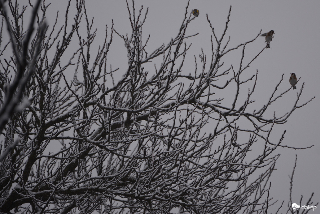 Madarak a ködben, havas ágakon 01.15.