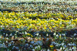 Fehér, sárga virágszőnyeg 02.27.