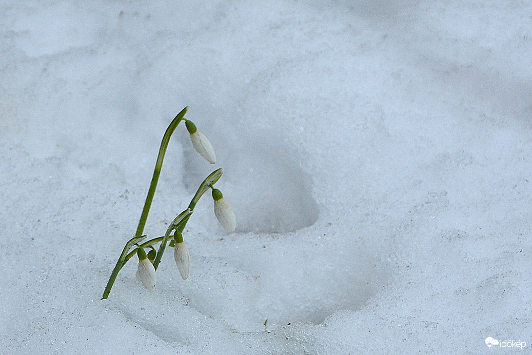 Hóvirágok 02.20.