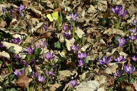 Citromlepke repkedett a virágok között