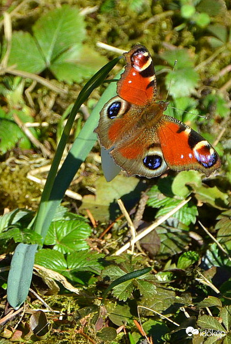 Hóvirágon pávaszem pillangó 02.27.