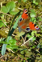 Hóvirágon pávaszem pillangó 02.27.