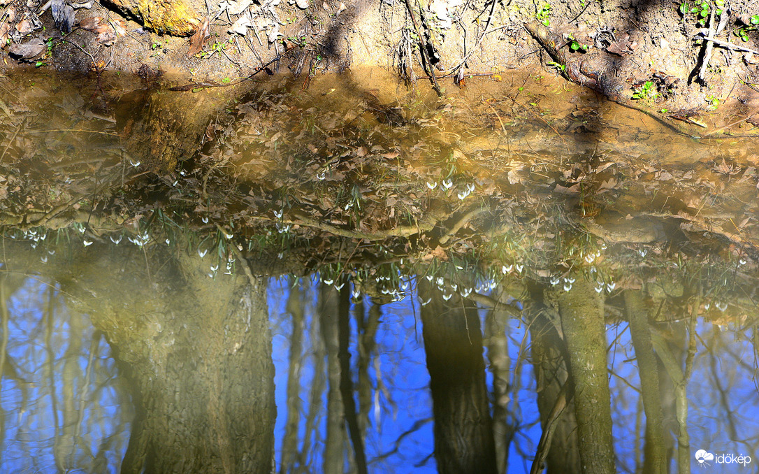 Hóvirágok a patak tükrében 02.25.