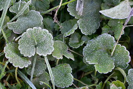 Fagyosan indult a reggel Szombathelyen 11.05.