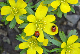 Előbújtak a katicák is 02.13.
