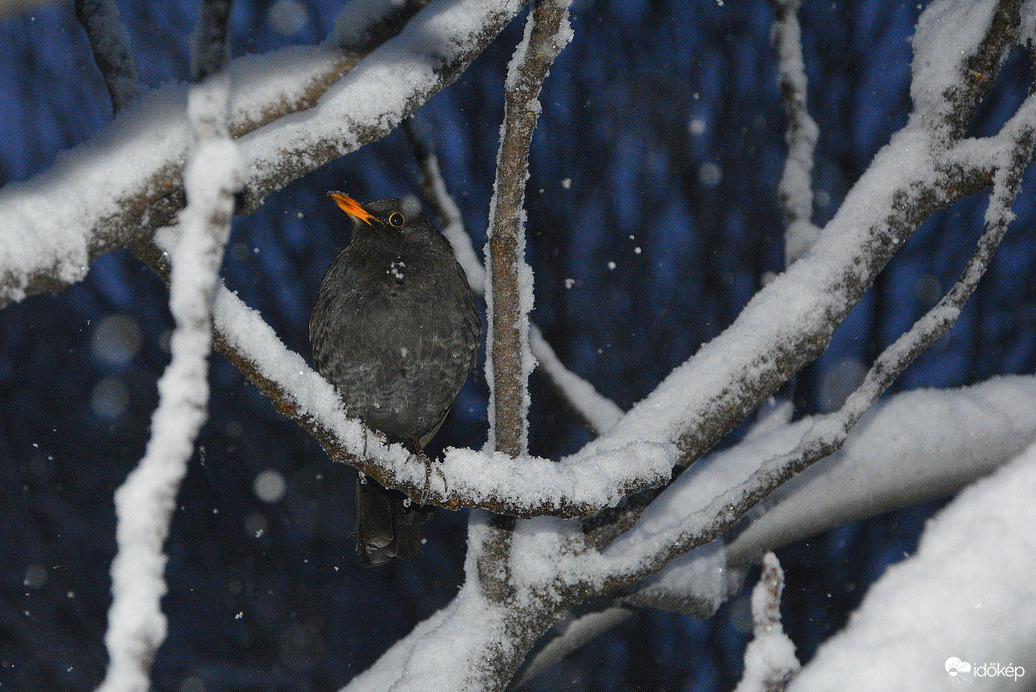 Kisrigó a havas ágon 02.20.