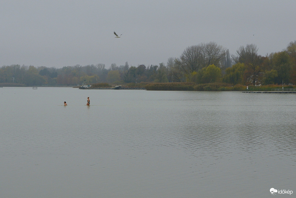 November közepén fürdőzők a Balatonban 11.16.
