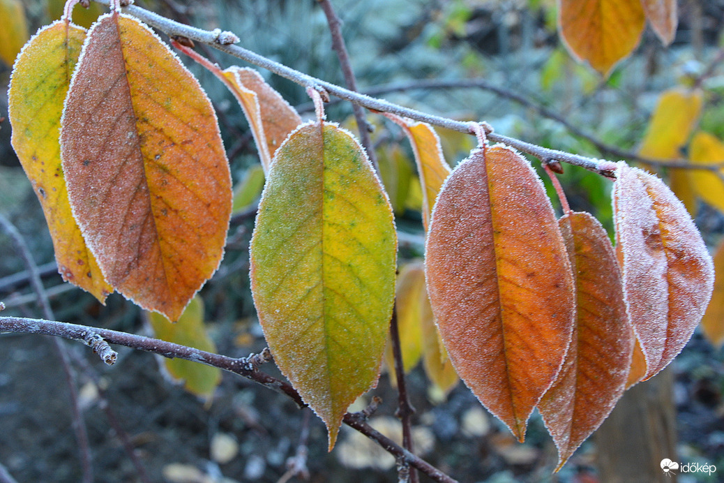 Fagyos reggel 11.19.