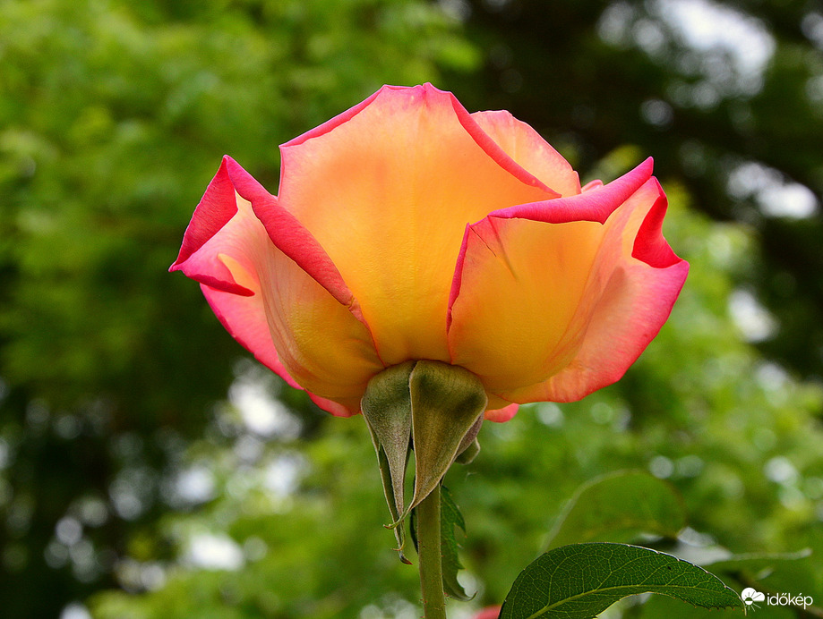 A szürke, hűvös idő ellenére kinyílt az első rózsánk 05.12.