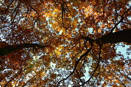 Őszi színek a horvátzsidányi égig érő fák lombkoronáin 10.29.