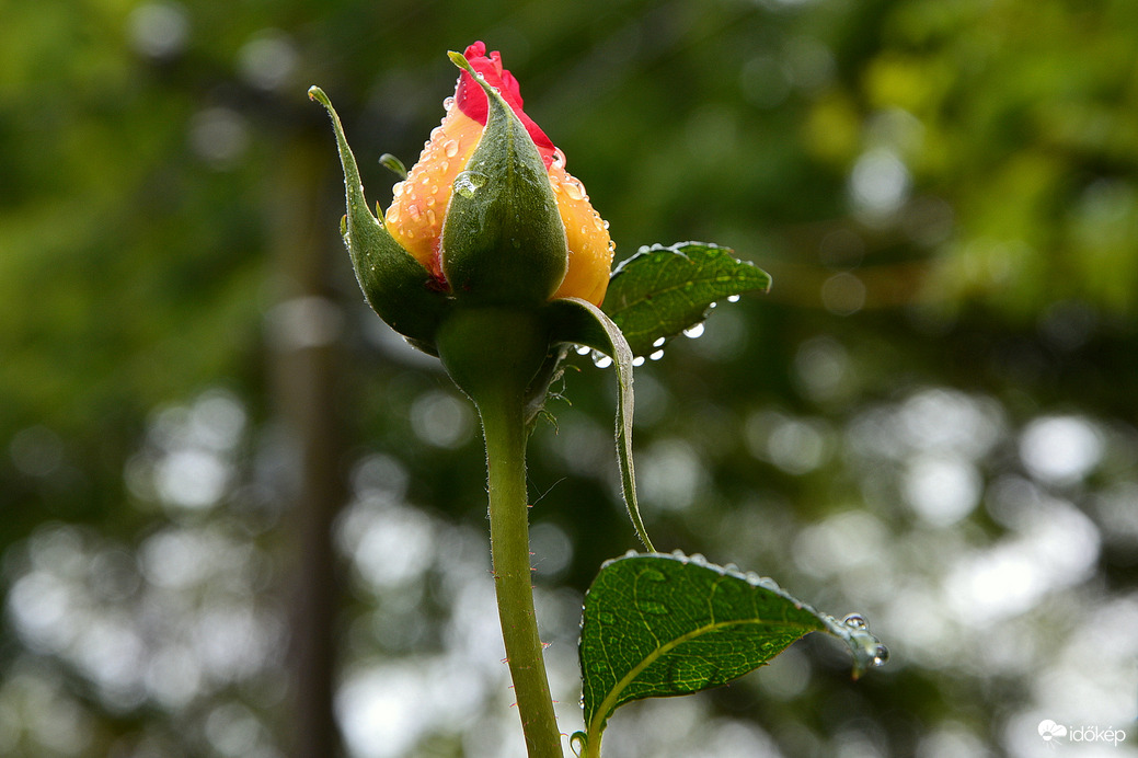 Esőcseppesen 05.08.