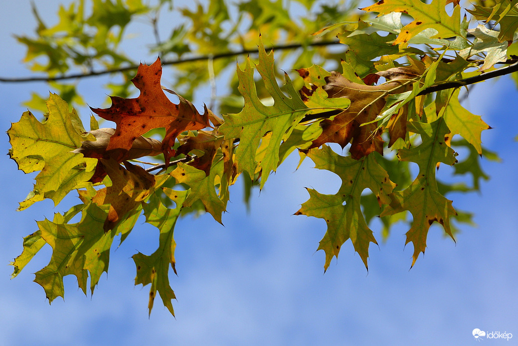Szombathelyi ősz október első napján