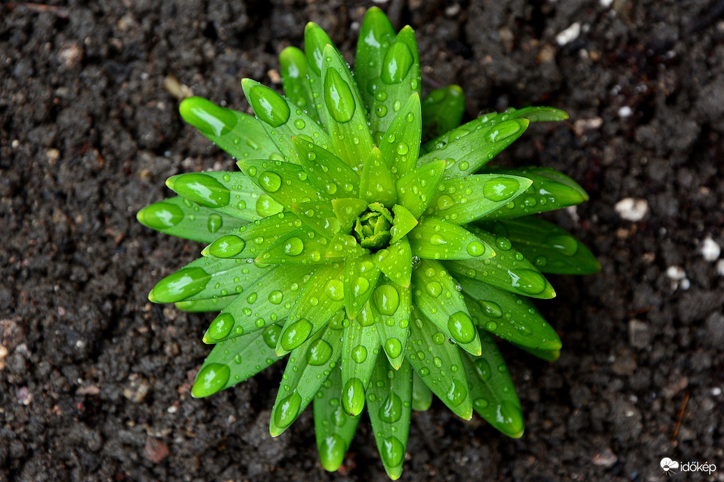 Esőcseppesen 05.08.