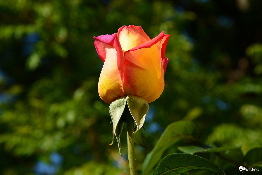 Reggeli szép 05.11.