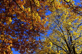 Színes októberi ősz Kőszegen 10.24.