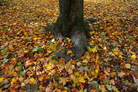 Színes falevelek 10.24.