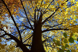 Színes októberi ősz Kőszegen 10.24.