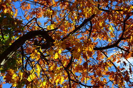 Színes októberi ősz Kőszegen 10.24.