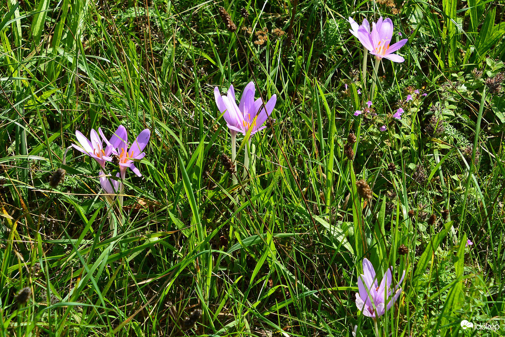 Nyílik a réteken az őszi kikerics 09.18.