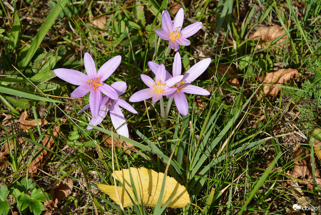 Virágzik az őszi kikerics 09.18.