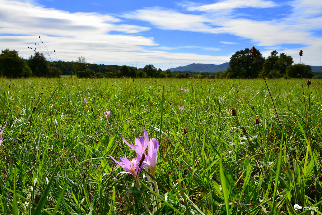 Virágzik az őszi kikerics 09.18.