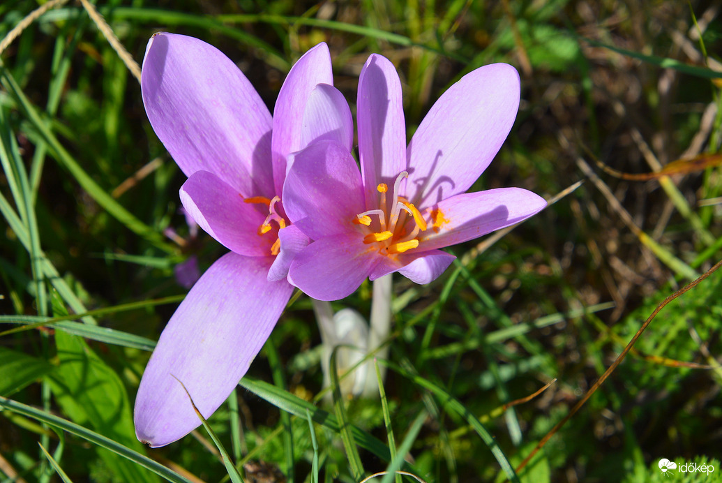 Nyílik a réteken az őszi kikerics 09.18.