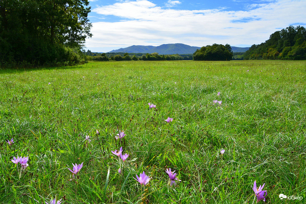 Nyílik a réteken az őszi kikerics 09.18.